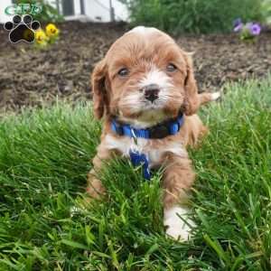 Leo, Cavapoo Puppy