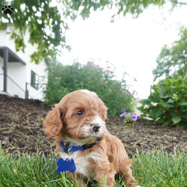 Leo, Cavapoo Puppy