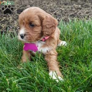 Lara, Cavapoo Puppy