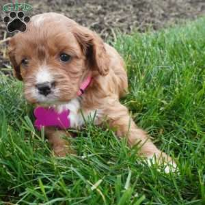 Lara, Cavapoo Puppy