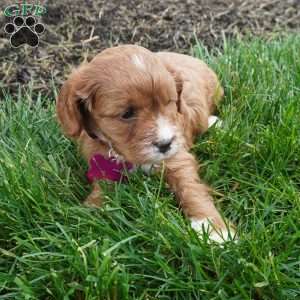 Lara, Cavapoo Puppy