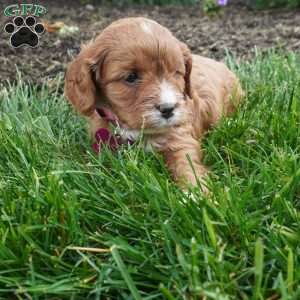 Lara, Cavapoo Puppy