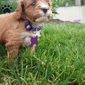 Letty, Cavapoo Puppy