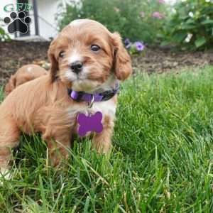 Letty, Cavapoo Puppy