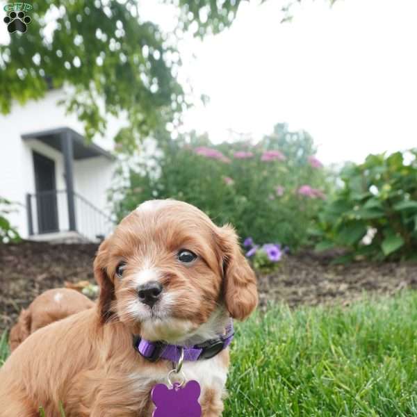 Letty, Cavapoo Puppy