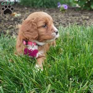 Lara, Cavapoo Puppy