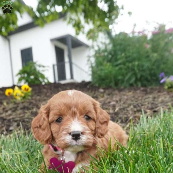Lara, Cavapoo Puppy