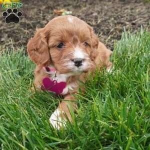 Lara, Cavapoo Puppy