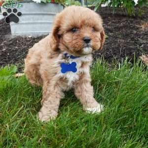 Leo, Cavapoo Puppy