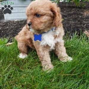 Leo, Cavapoo Puppy