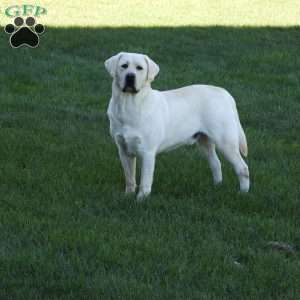 POLAR, Yellow Labrador Retriever Puppy