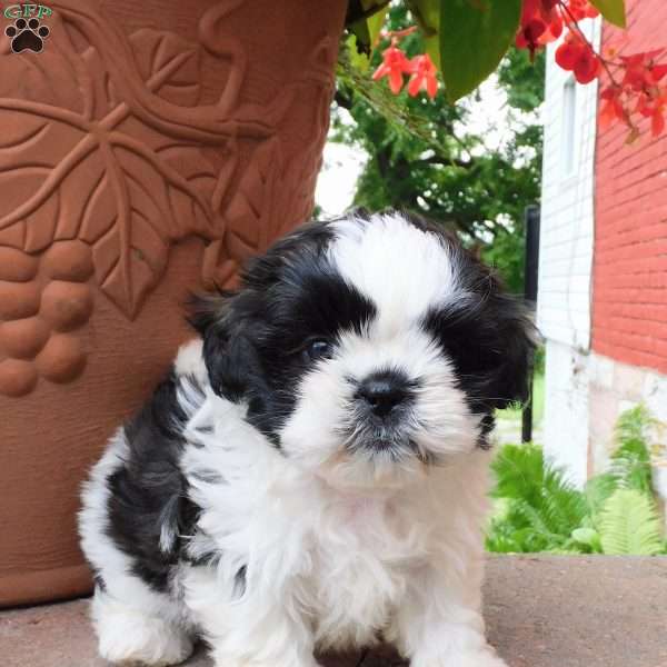 Sweet Pea, Shih Tzu Puppy