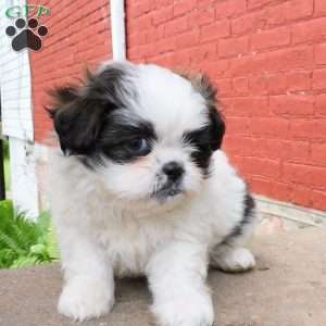 Mocha, Shih Tzu Puppy