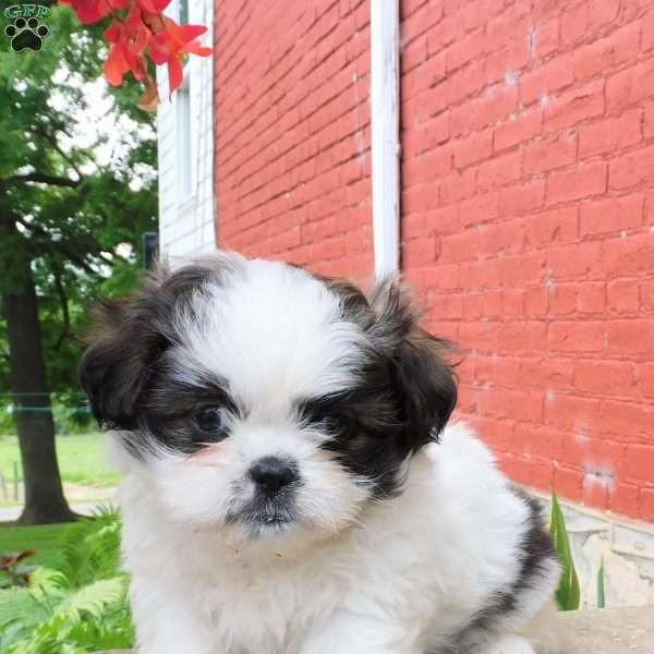 Mocha, Shih Tzu Puppy