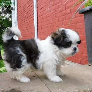 Mocha, Shih Tzu Puppy