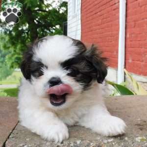 Mocha, Shih Tzu Puppy