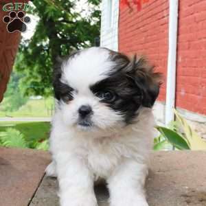 Mocha, Shih Tzu Puppy
