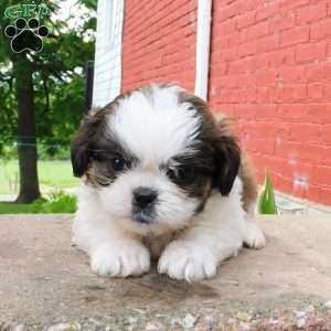 Dallas, Shih Tzu Puppy