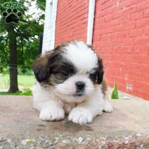 Dallas, Shih Tzu Puppy
