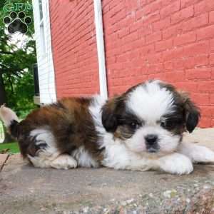 Dallas, Shih Tzu Puppy