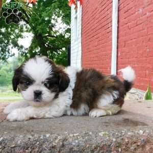 Dallas, Shih Tzu Puppy