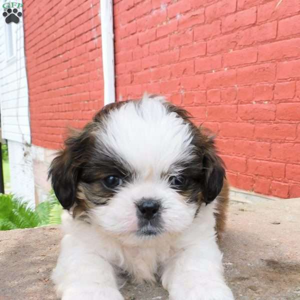 Dallas, Shih Tzu Puppy