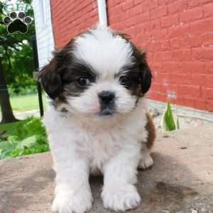 Dallas, Shih Tzu Puppy