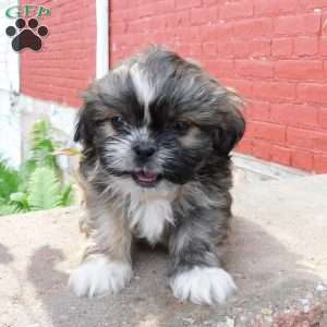 Max, Shih Tzu Puppy
