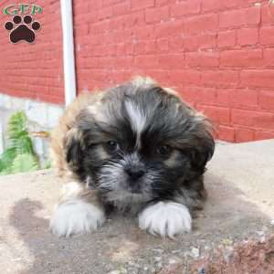 Max, Shih Tzu Puppy