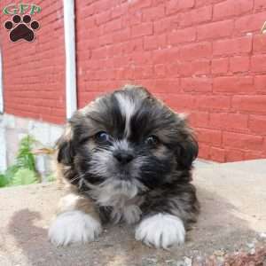 Max, Shih Tzu Puppy