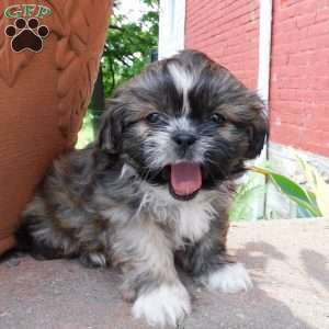 Max, Shih Tzu Puppy