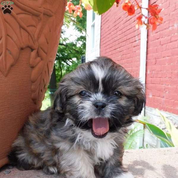 Max, Shih Tzu Puppy
