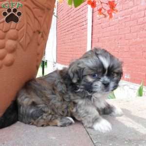 Max, Shih Tzu Puppy