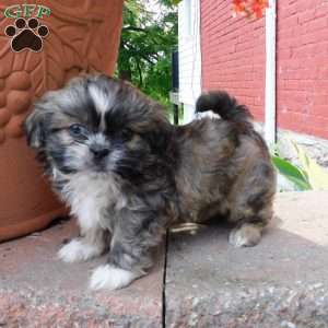 Max, Shih Tzu Puppy