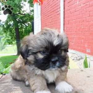 Diesel, Shih Tzu Puppy