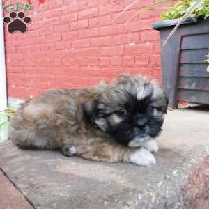 Diesel, Shih Tzu Puppy