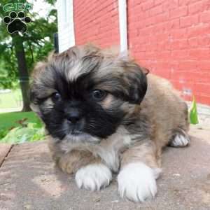 Diesel, Shih Tzu Puppy