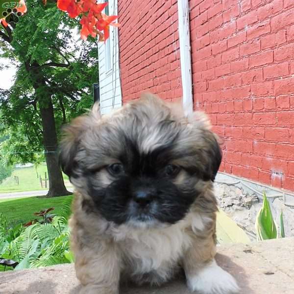 Diesel, Shih Tzu Puppy