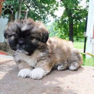 Diesel, Shih Tzu Puppy