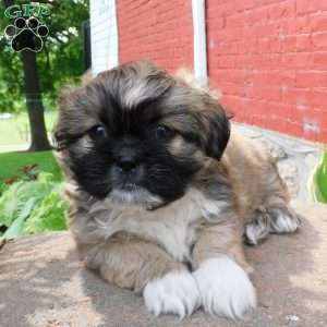 Diesel, Shih Tzu Puppy