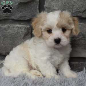 Milo, Cavachon Puppy