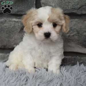 Milo, Cavachon Puppy