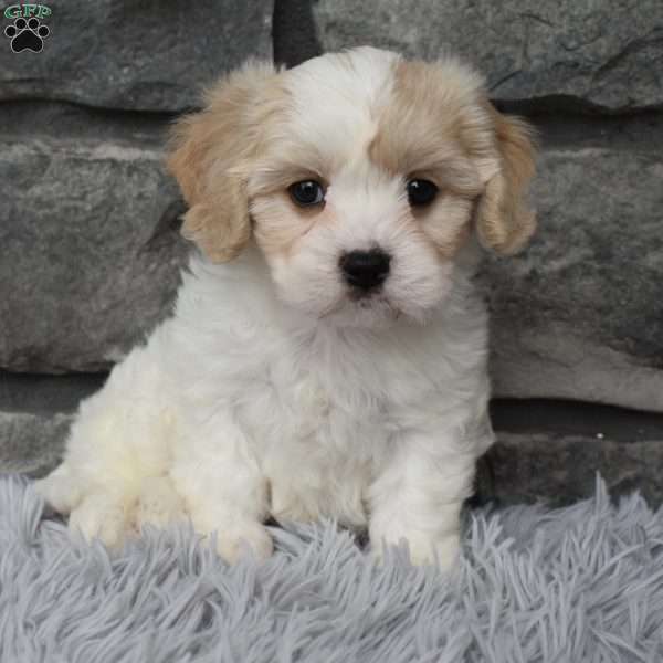 Milo, Cavachon Puppy