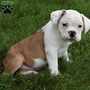 Tessa, Beabull Puppy