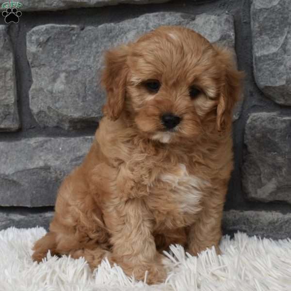 Bentley, Cavapoo Puppy