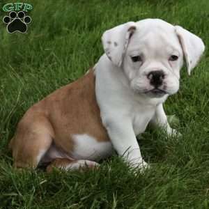 Tessa, Beabull Puppy