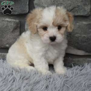 Milo, Cavachon Puppy