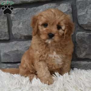 Bentley, Cavapoo Puppy