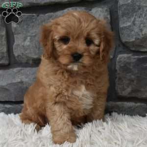 Bentley, Cavapoo Puppy