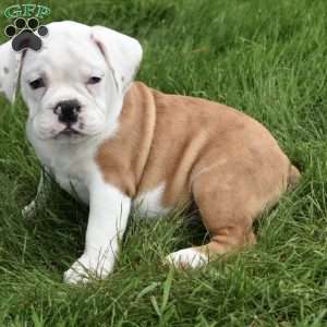Tessa, Beabull Puppy